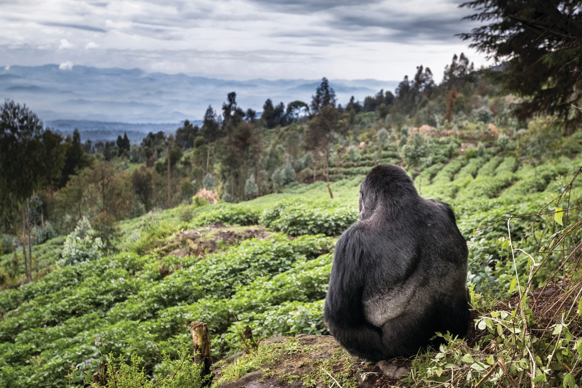 Mountain gorilla resting in the Volcanoes National Park landscape